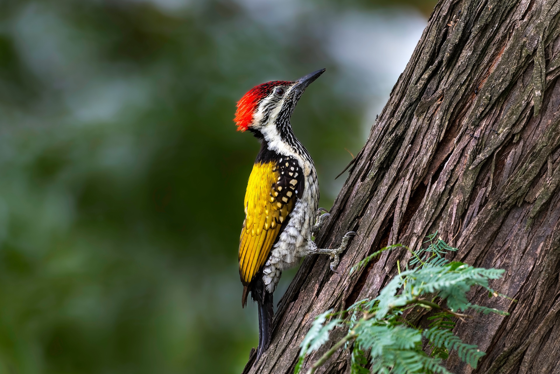 Black-Rumped Flameback By Muhammad Asif